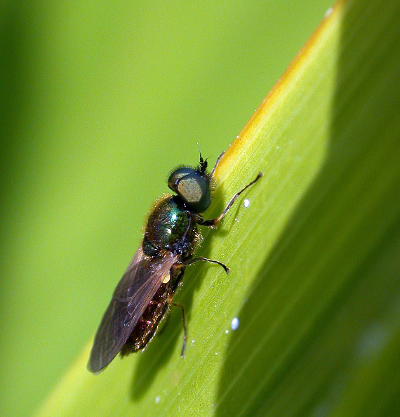 Fly sp - garden Jun 10