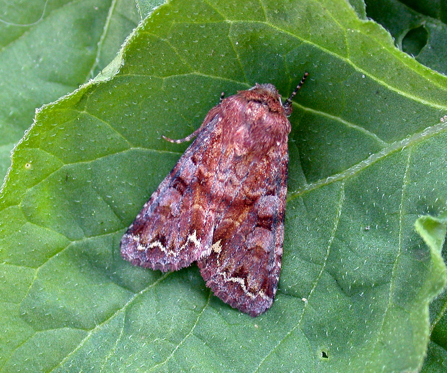 Broom Moth - garden Jul 10
