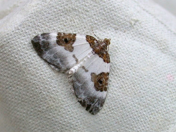 Blue-bordered Carpet - garden Jul 10