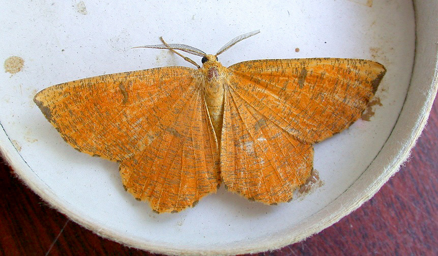 Orange Moth - Icart Jul 10