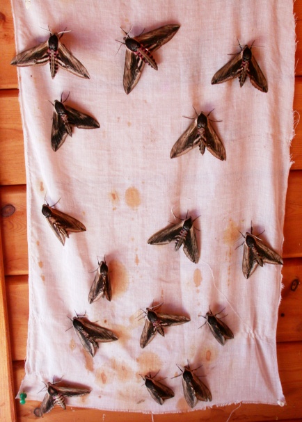 Privet Hawk-moths - La Broderie Jul 10