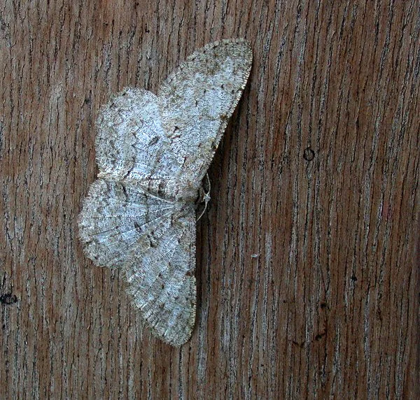 Pale Oak Beauty - garden Jul 10