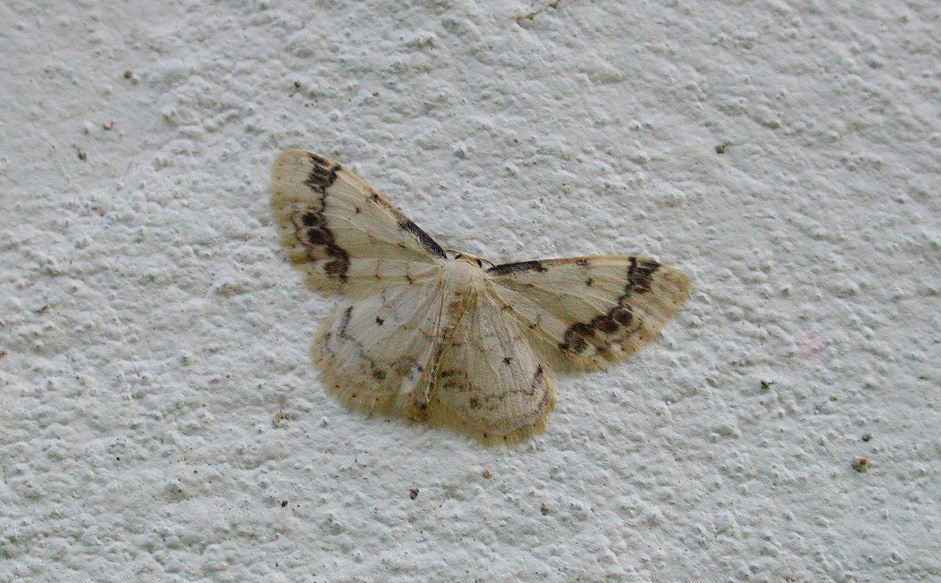 Treble Brown Spot - garden Jul 10