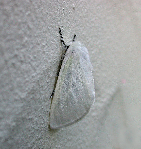 White Satin - garden Jul 10