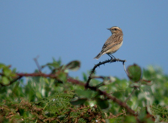 Whinchat - Pleinmont Aug 10