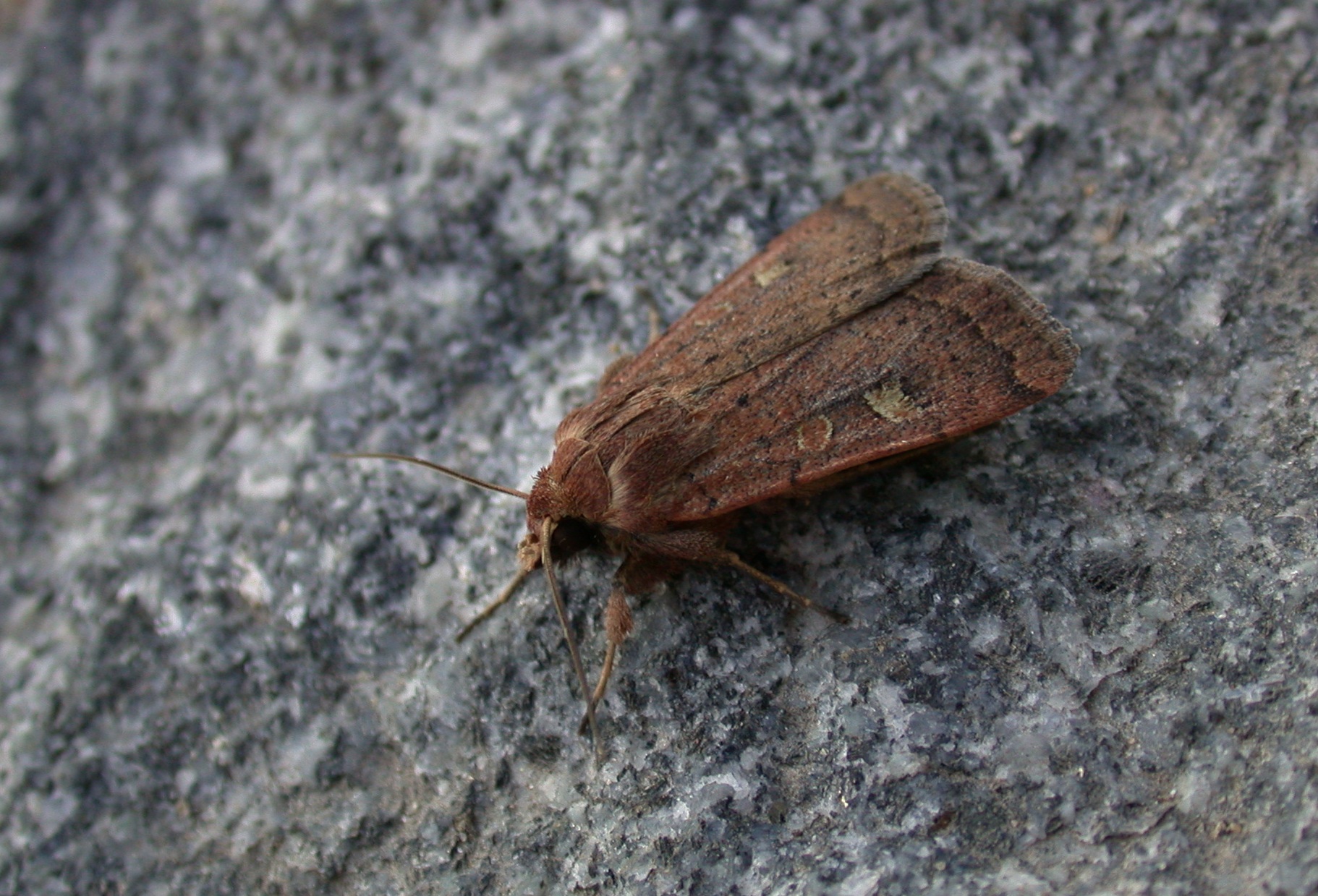 Square-spot Rustic from pupa - Garden Aug 10