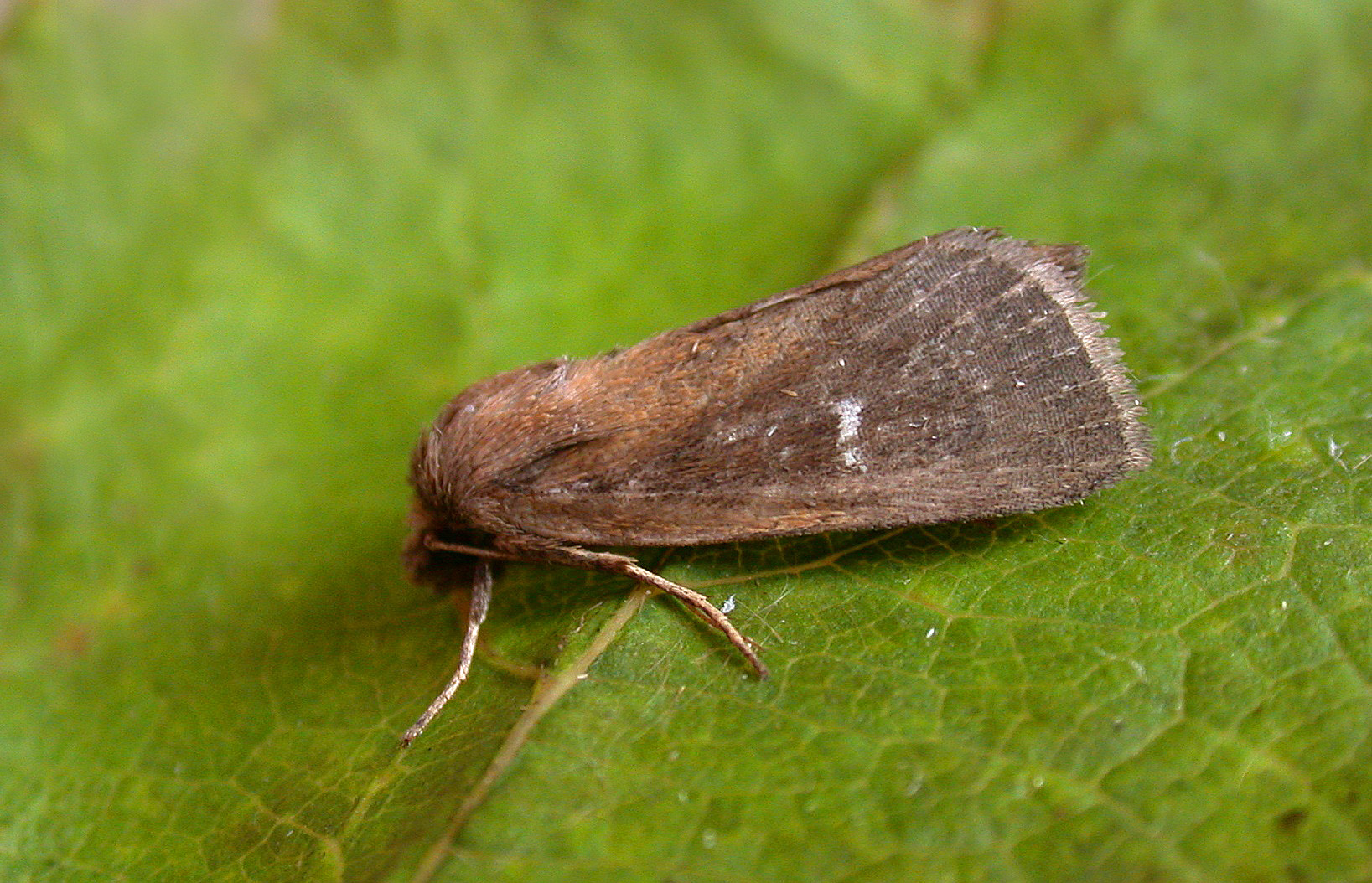 Twin-spotted Wainscot - garden Aug 10