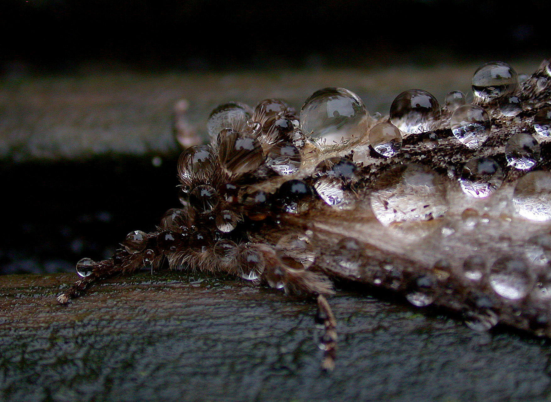 Swallow Prominent - garden Aug 10