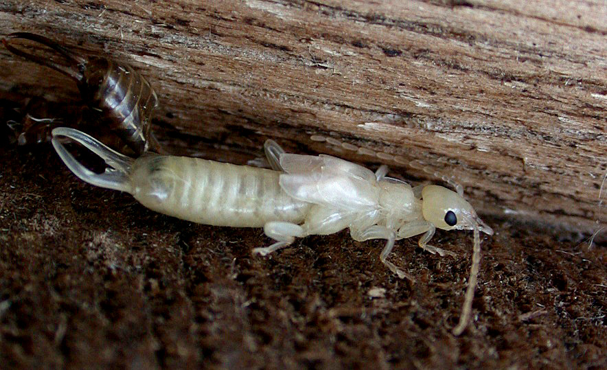 Earwig - garden Aug 10