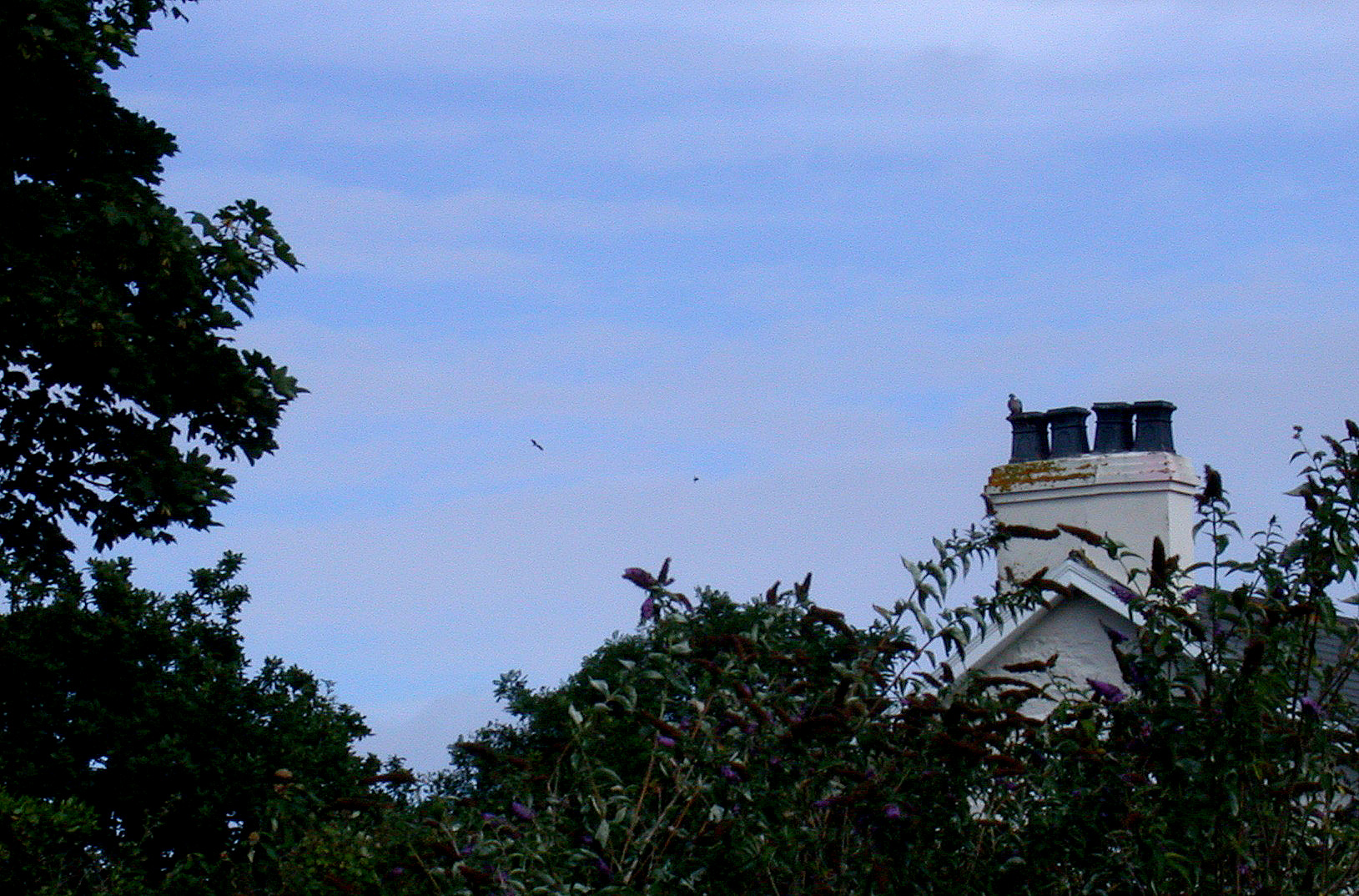 Black Storks - from garden - Aug 10
