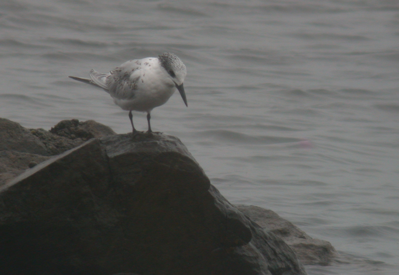 Sandwich Tern - Vazon Aug 10