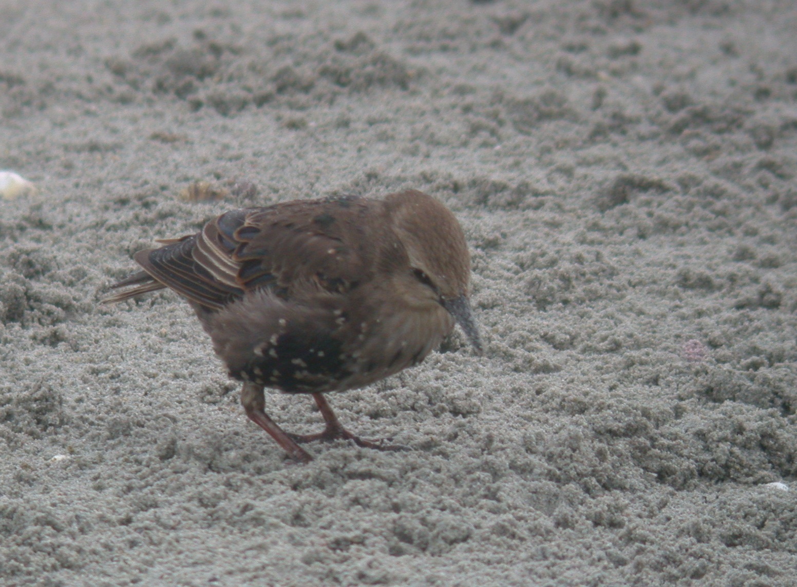 Starling - Vazon Aug 10