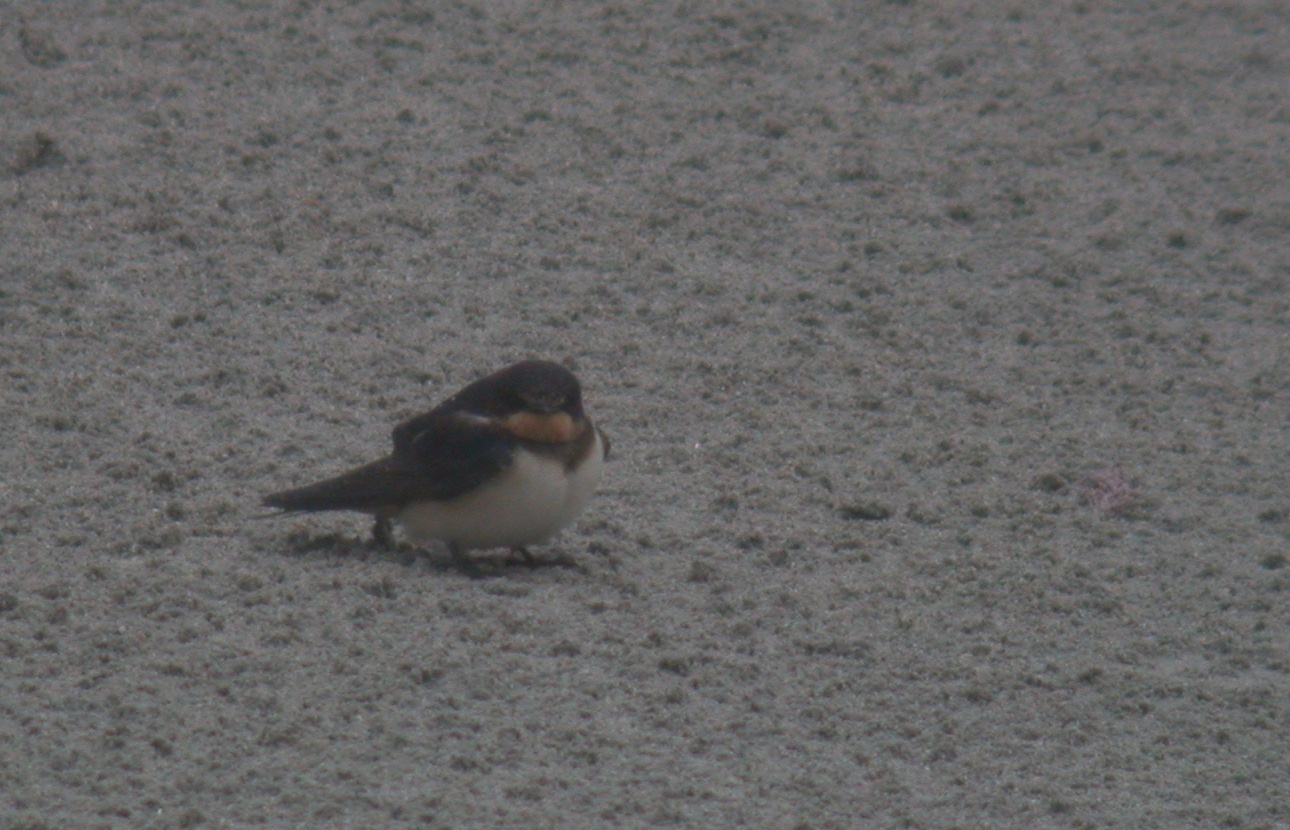 Swallow - Vazon Aug 10
