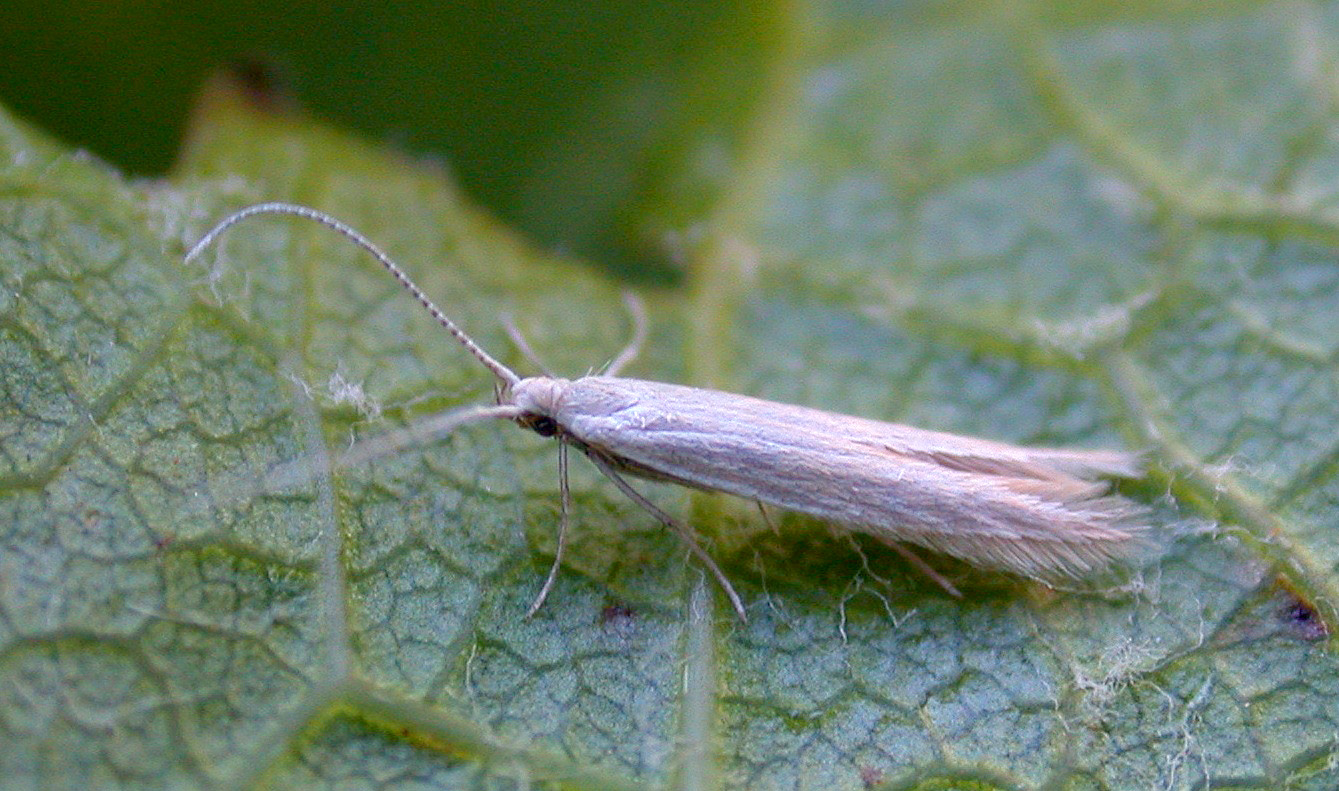 Coleophora glaucicolella - garden Jun 10