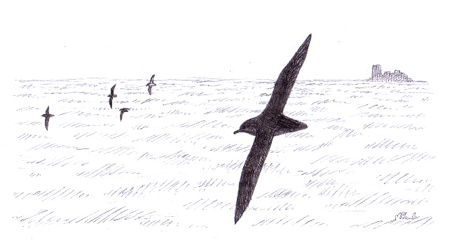 Sooty Shearwater