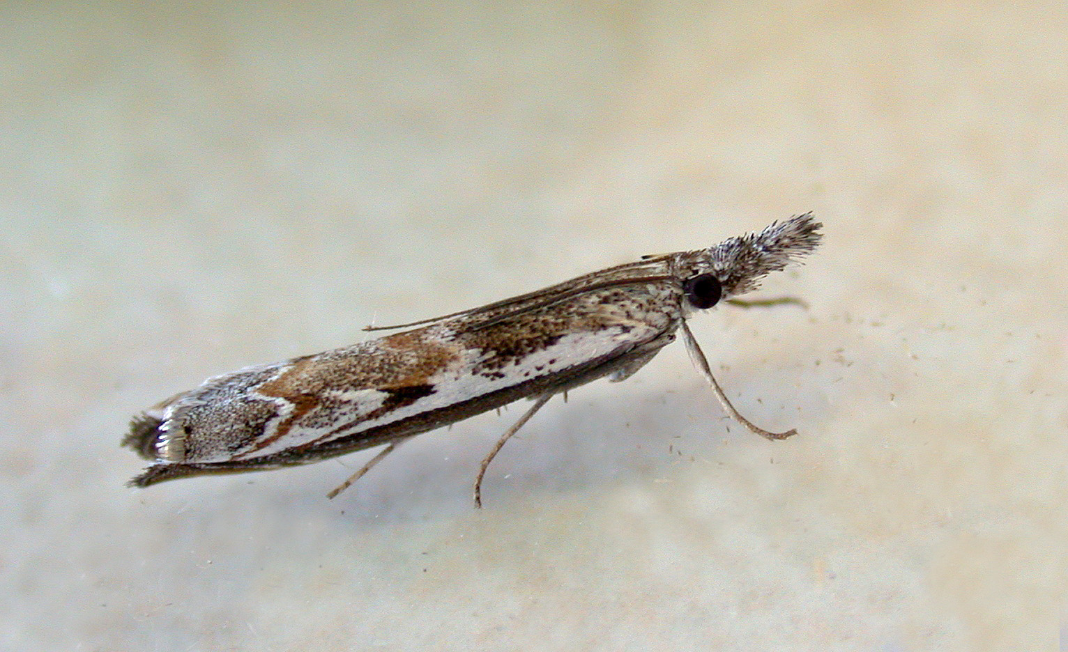 Platytes alpinella - garden Aug 10