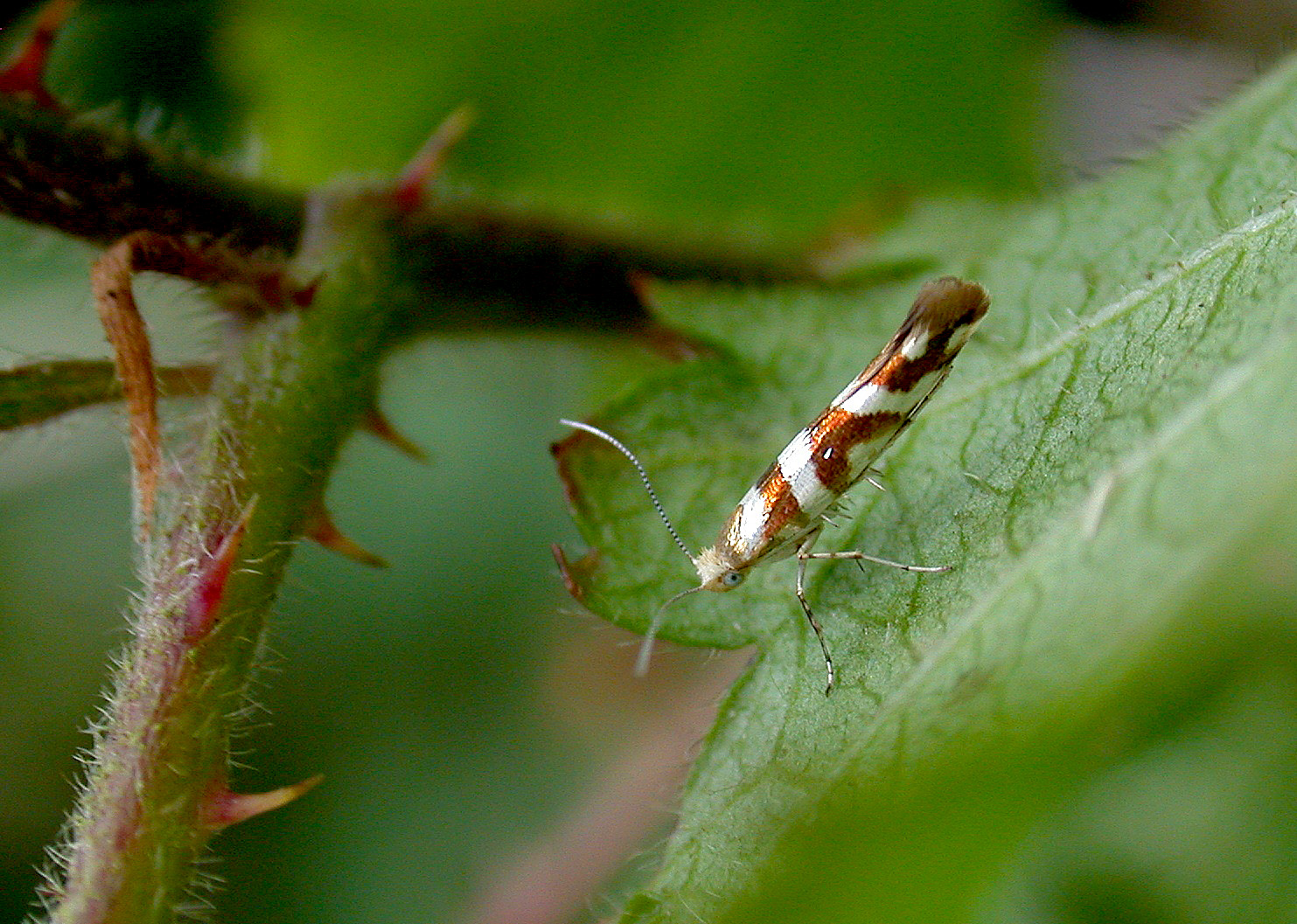Argyresthia goedartella - garenne Aug 10