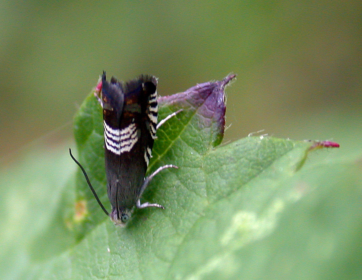 Grapholita compositella - Garenne Aug 10