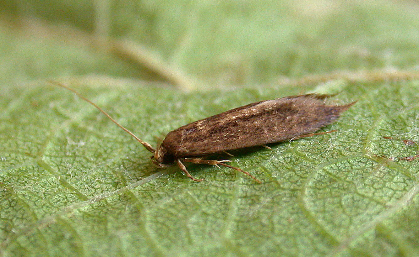 Opogona omoscopa - not exactly spectacular but a special moth for me, as I had the first records for the British Isles in 2006 and 2007. It has now occurred in a few other spots in the UK but I haven't had any for the last 2 years, so I was assuming that it had died off - but no.