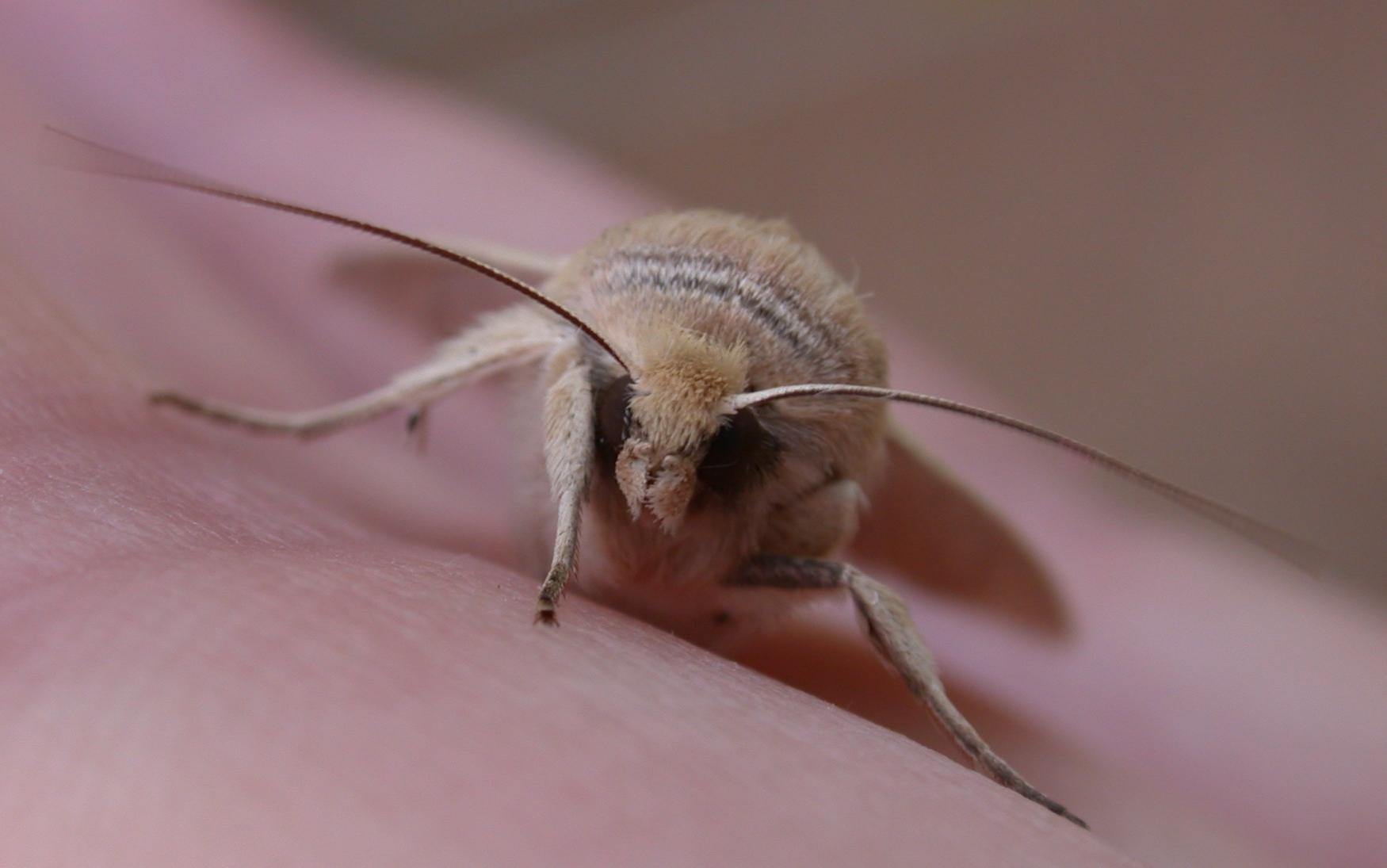 Southern Wainscot's eyebrows - garden Aug 10