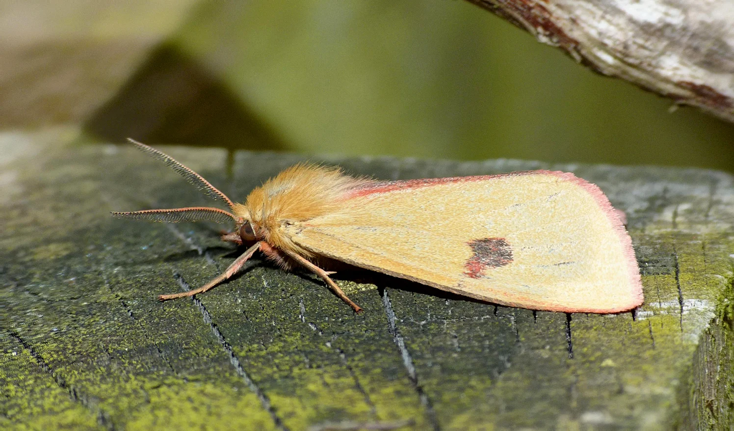 Clouded Buff - garden - 10 Jun 16