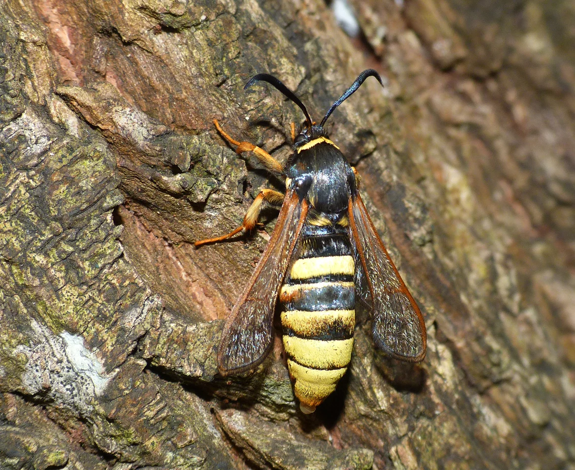 Lunar Hornet Moth - L'Ancresse - 20 Jul 16