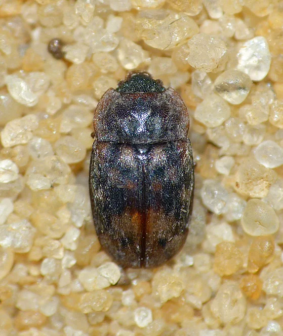 Omosita colon - garden - 2 Jul 16 - first in Guernsey since 19th Century