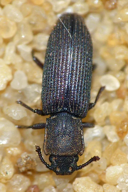 Pycnomerus fuliginosus - garden - 9 Jul 16 - a new species for Guernsey