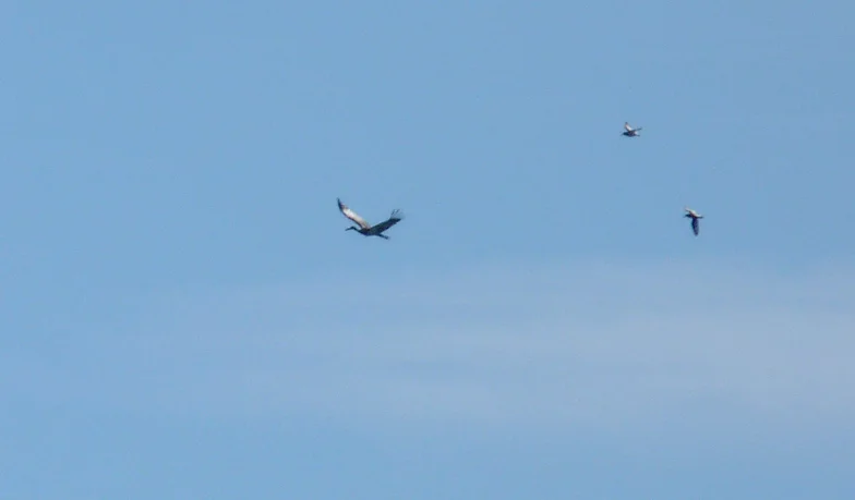 Black Stork - Bordeaux - 18 Jul 16