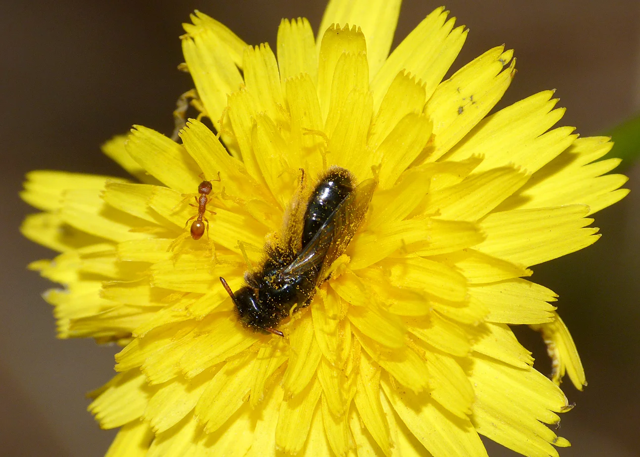 Panurgus calcaratus (Small Shaggy Bee) - Jerbourg - 26 Jul 16 - these 'shaggy bees' appear to snooze in the heads of these yellow flowers.