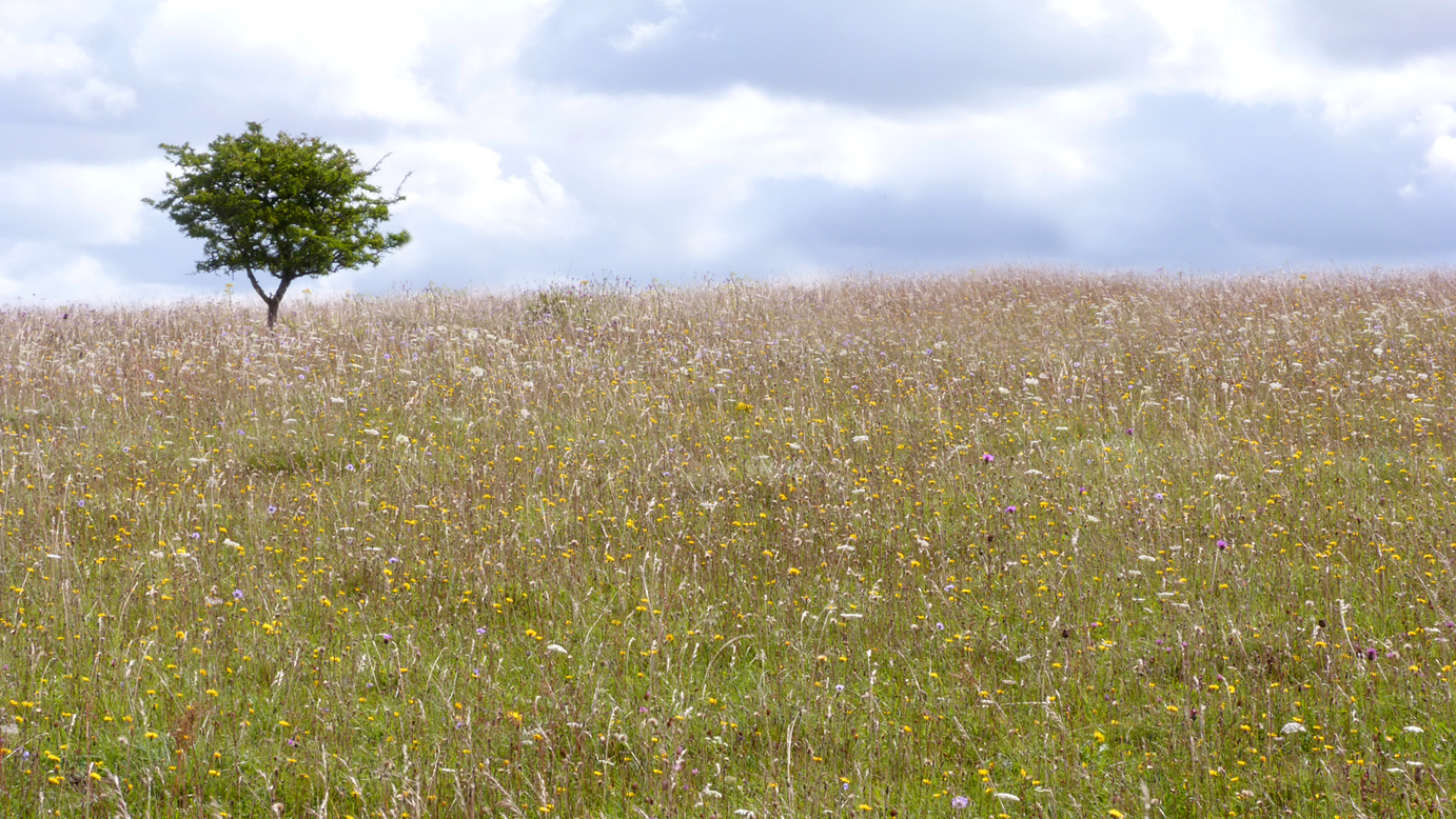 The meadows of Martin Down