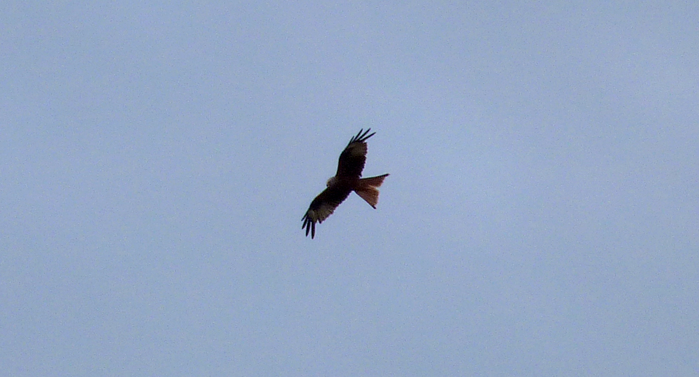 Red Kite, Manor Farm