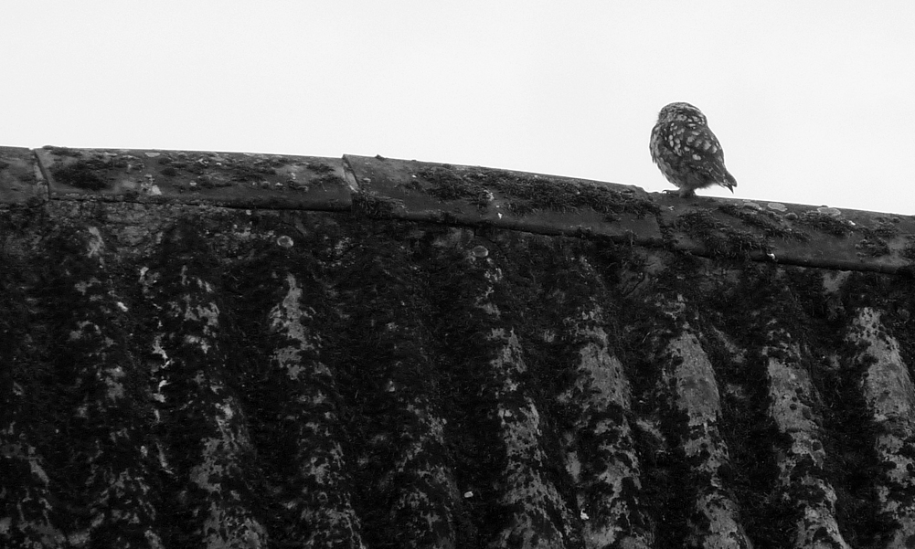 Little Owl, Manor Farm, 31 Jul 16 - as usual with my owl photos, it was facing away.