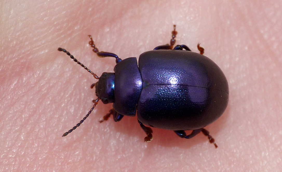 Chrysolina sturmi, Rockbourne