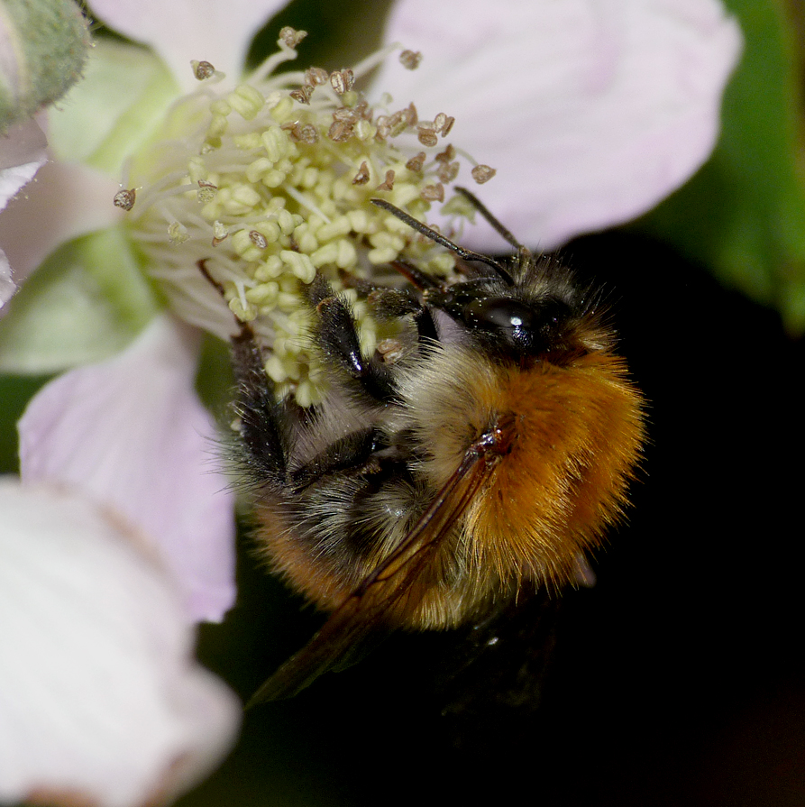 Carder Bee, Rockbourne
