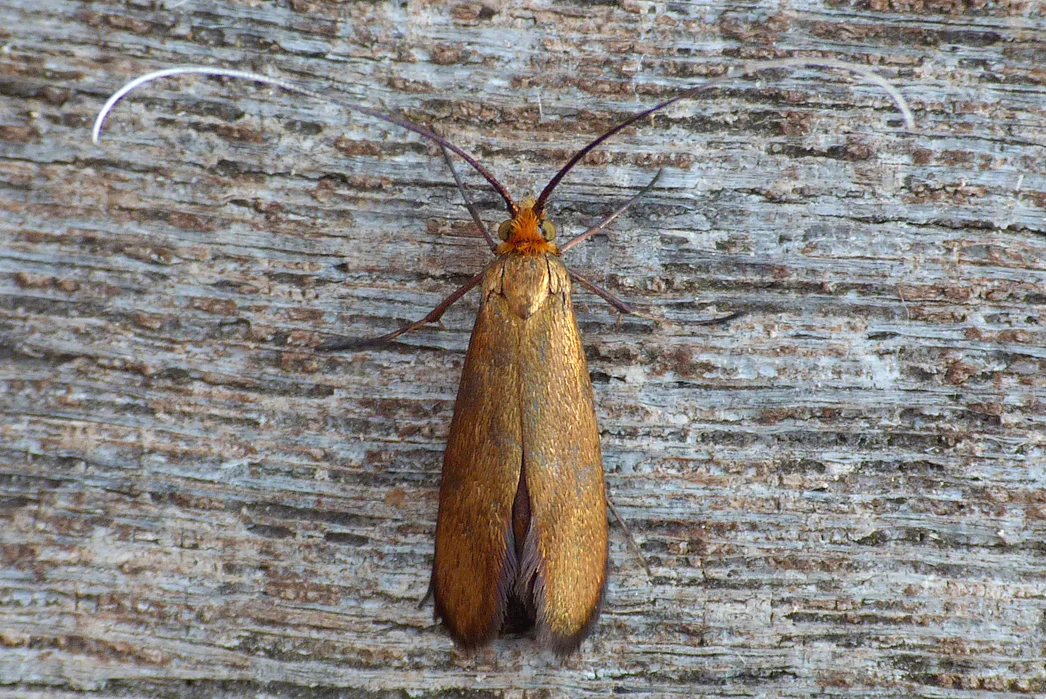 Nemophora metallica, Rockbourne