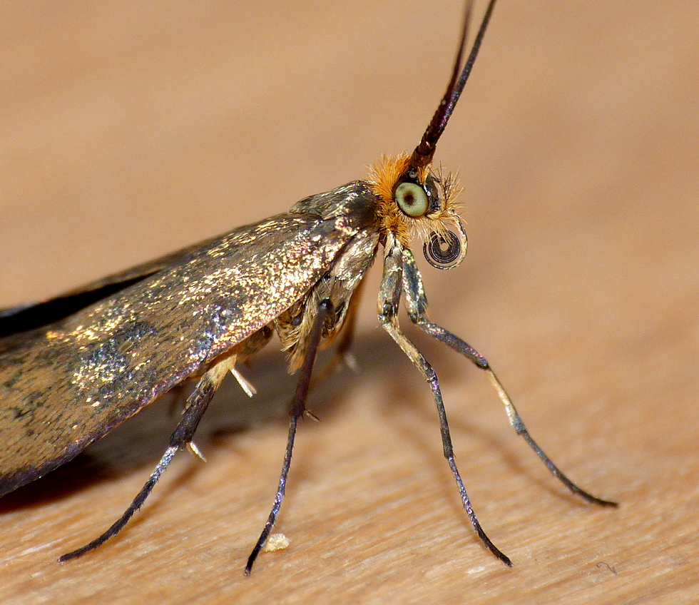 Nemophora metallica, Rockbourne