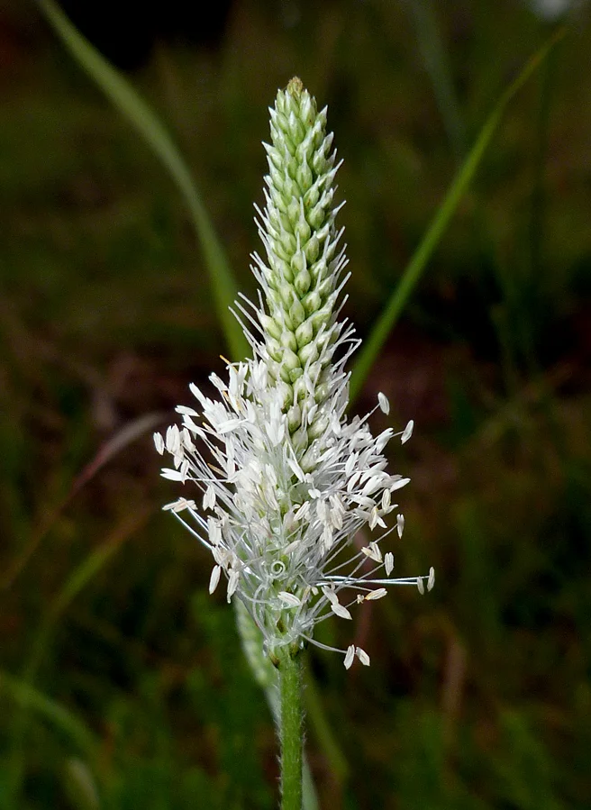 Hoary Plantain, Rockbourne