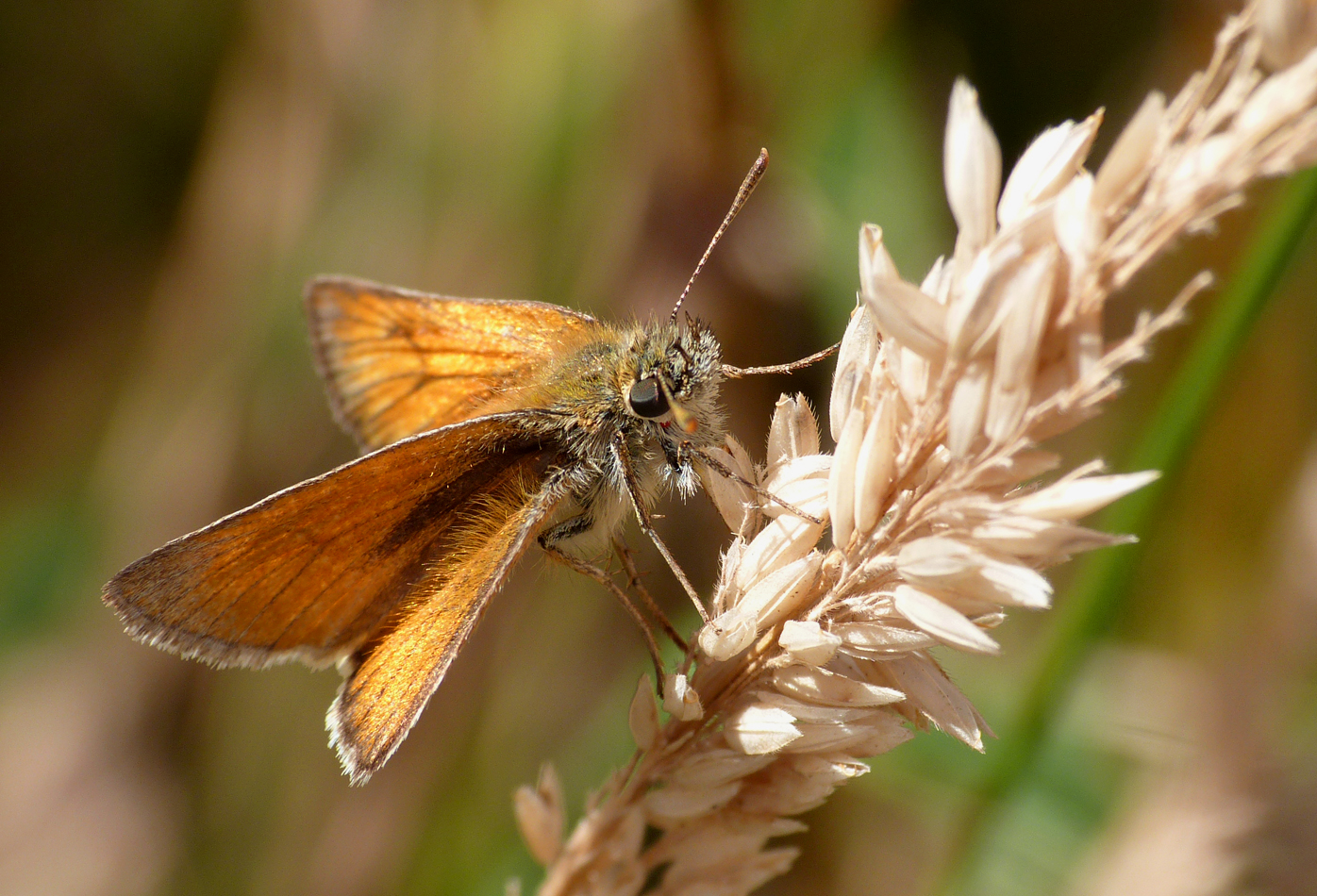 Small Skipper, Martin Down