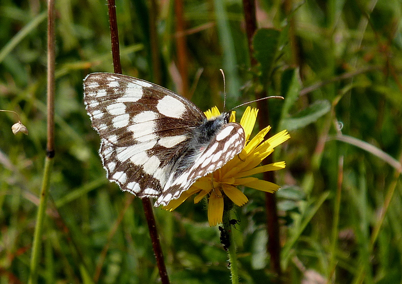 Marbled White, Martin Down