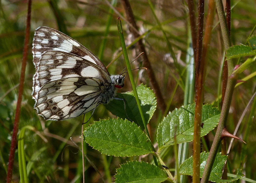 Marbled White, Martin Down