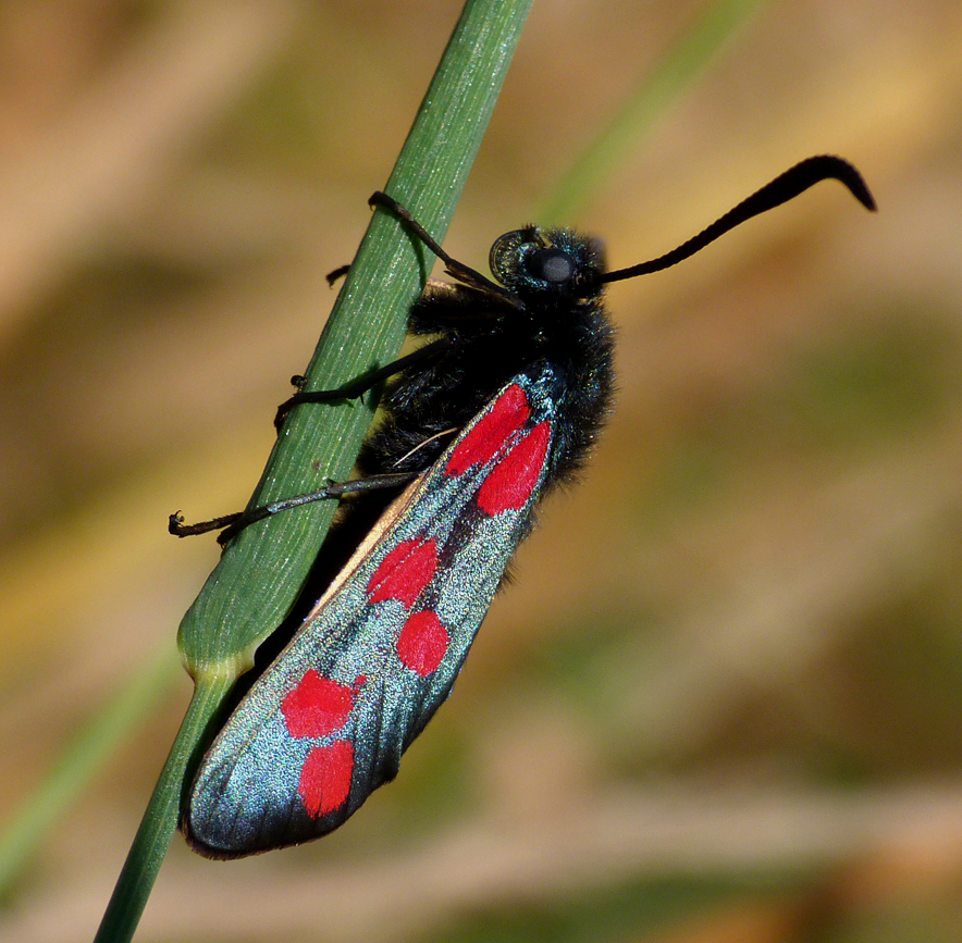 Six-spot Burnet, Martin Down
