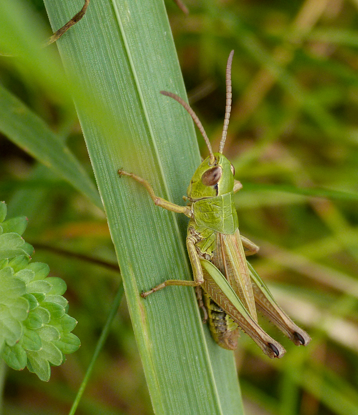Meadow Grasshopper, Martin Down