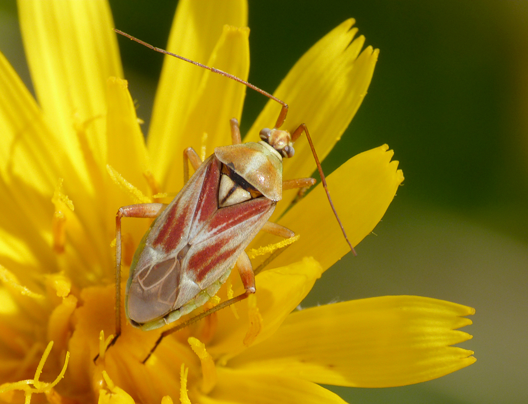 Calocoris roseomaculatus, Martin Down
