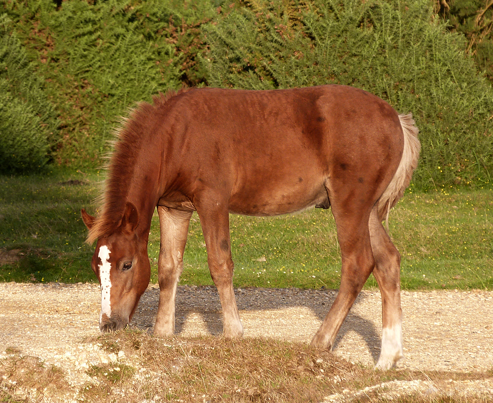 A New Forest pony