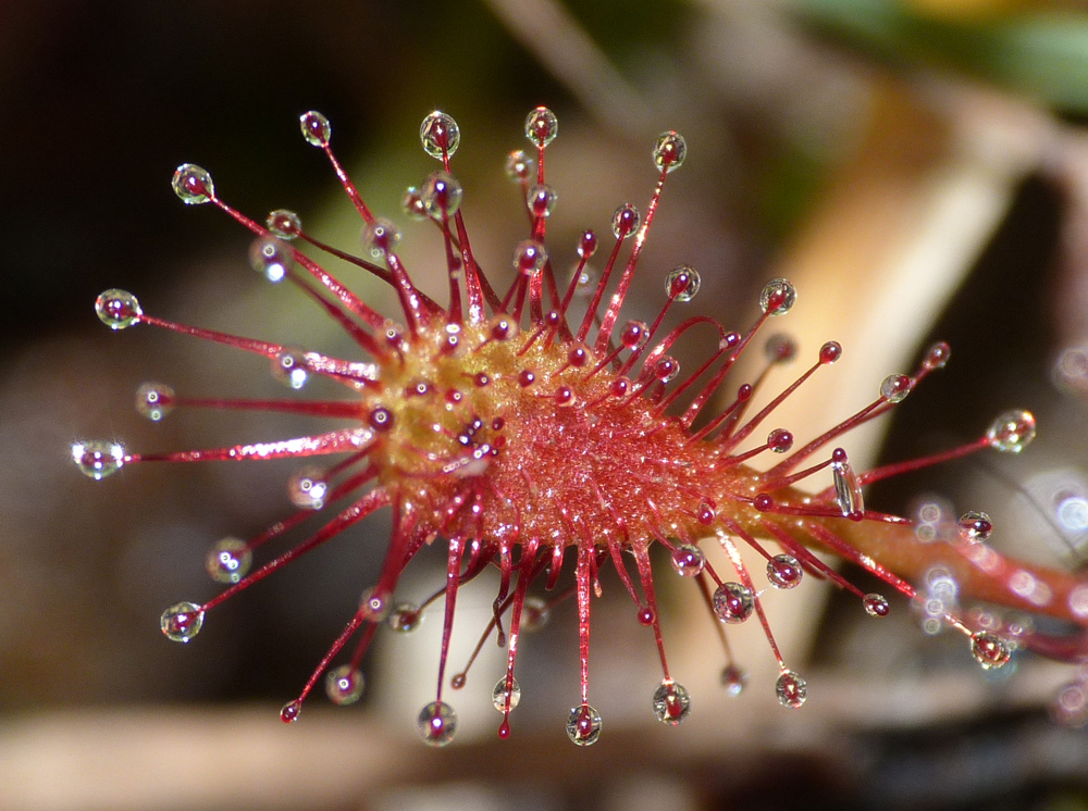 Sundew, New Forest