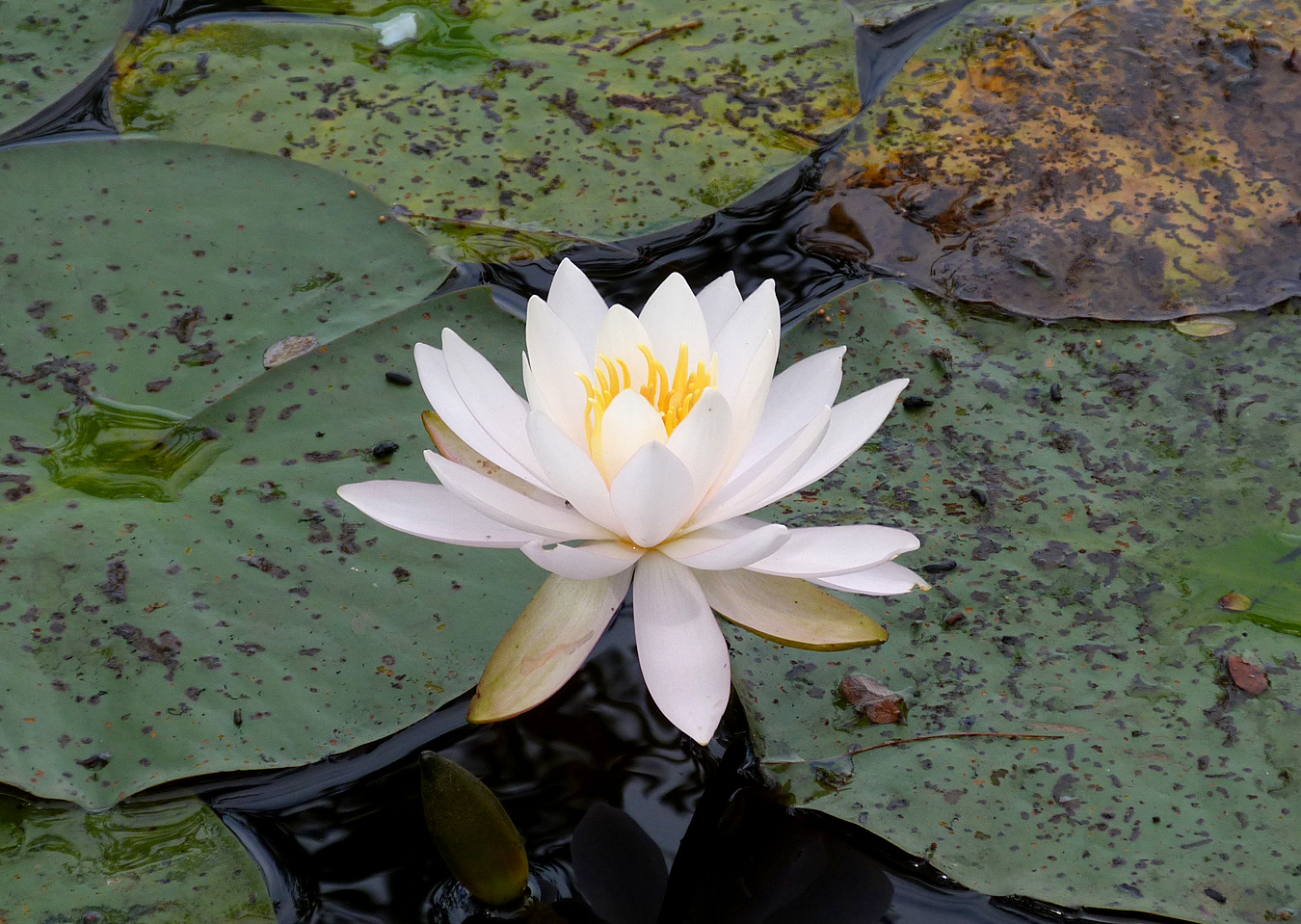 White Water-lily, New Forest