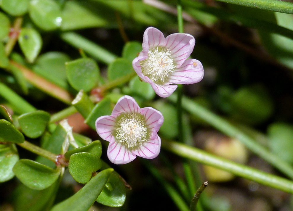 Bog Pimpernel, New Forest