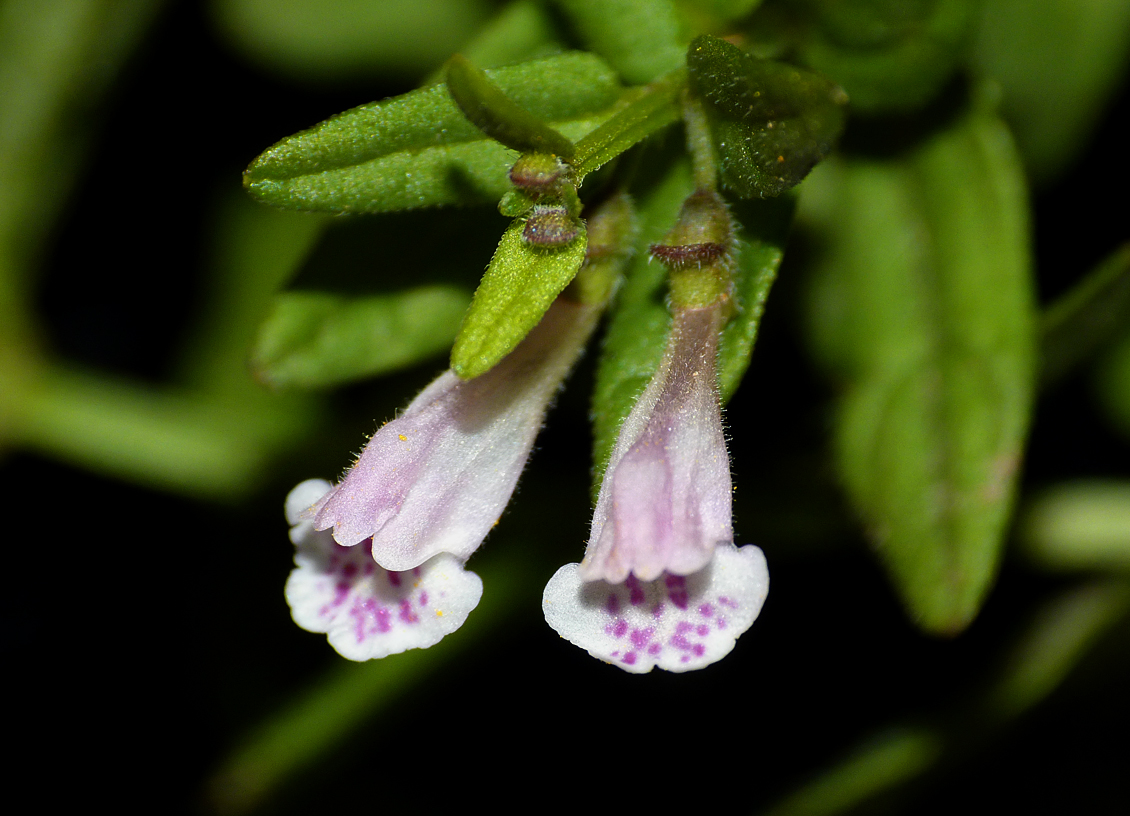 Lesser Skullcap, New Forest