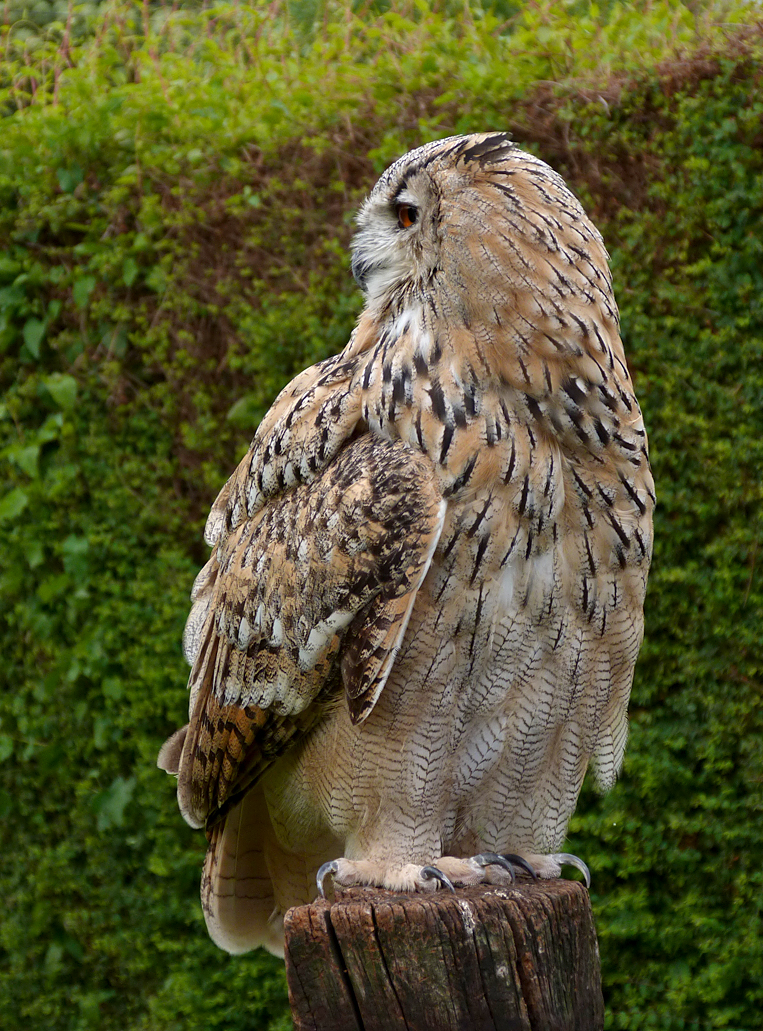 Eagle Owl